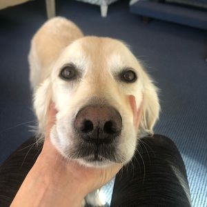 Meet your Posher, Callie